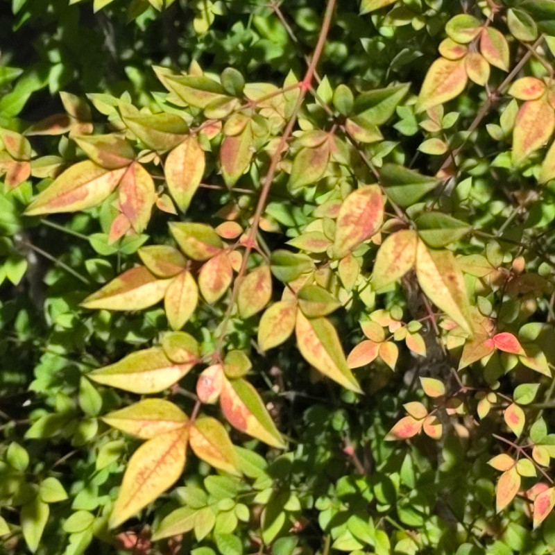 照片標題