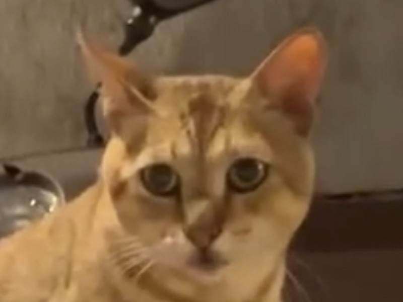 照片標題