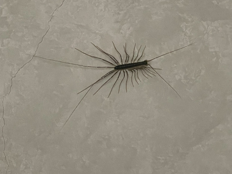 照片標題