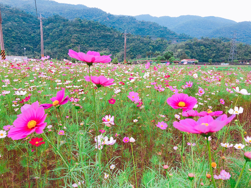 照片標題