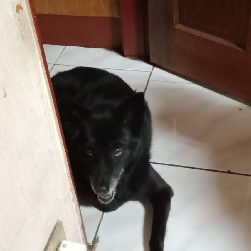 慕楊犬